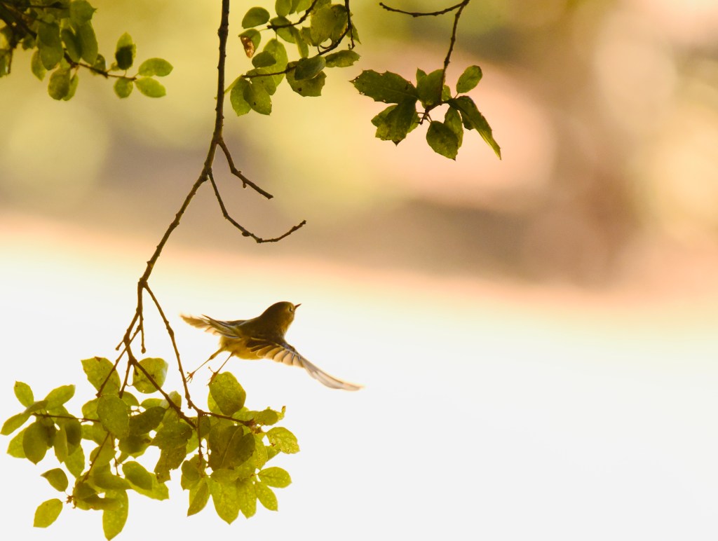 Small bird leaping off a branch into flight